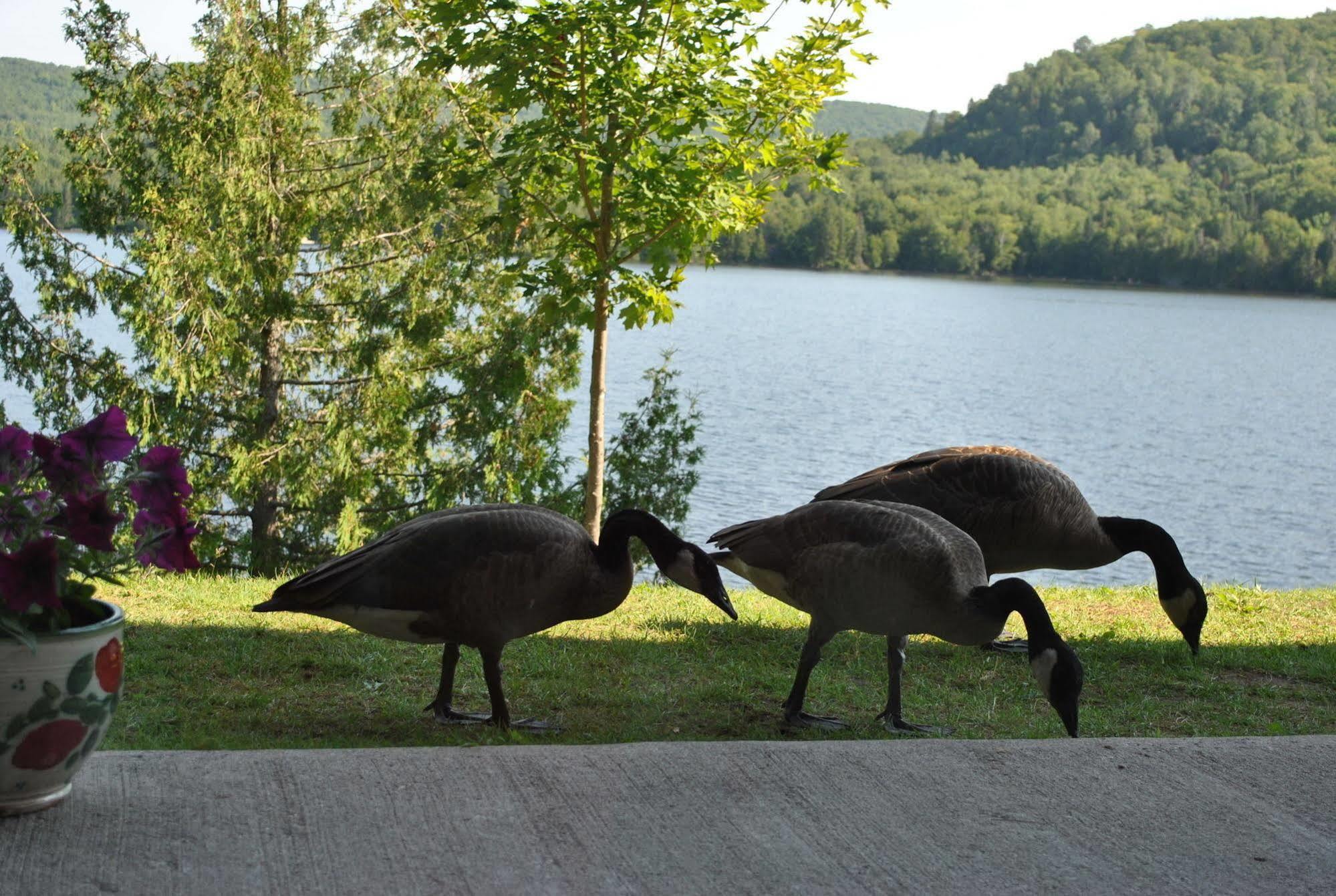 Motel Ours Bleu Lac-Saguay ภายนอก รูปภาพ